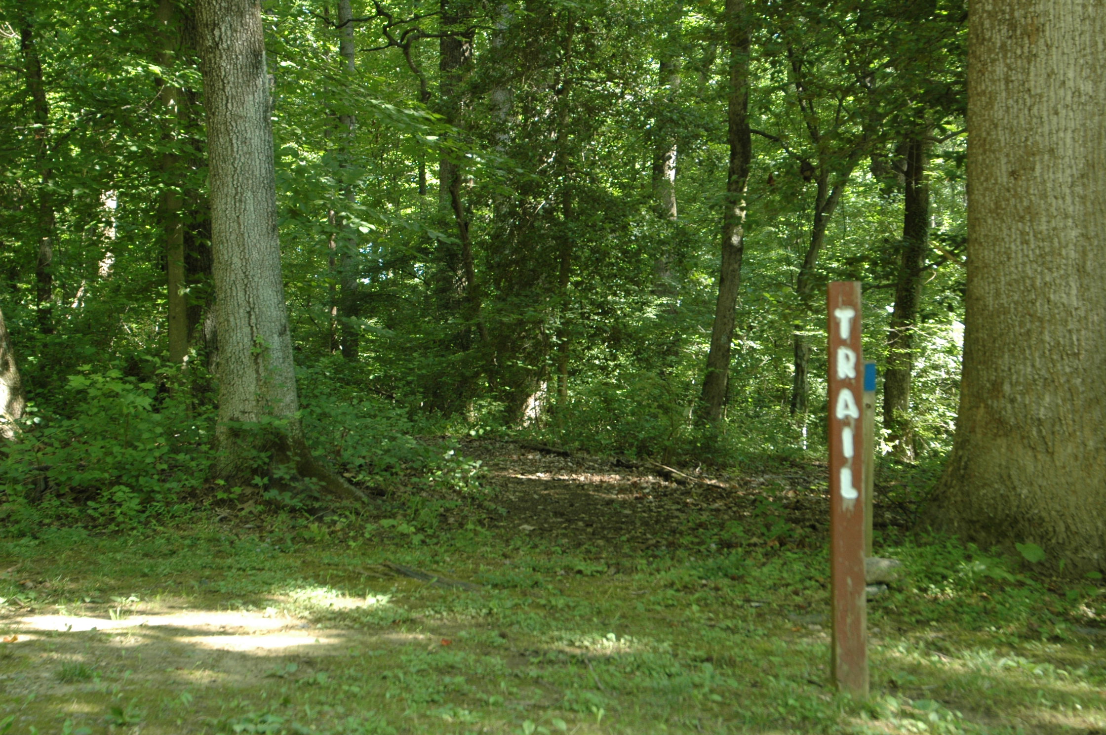 Pine Tree's hiking trail - trail head.
