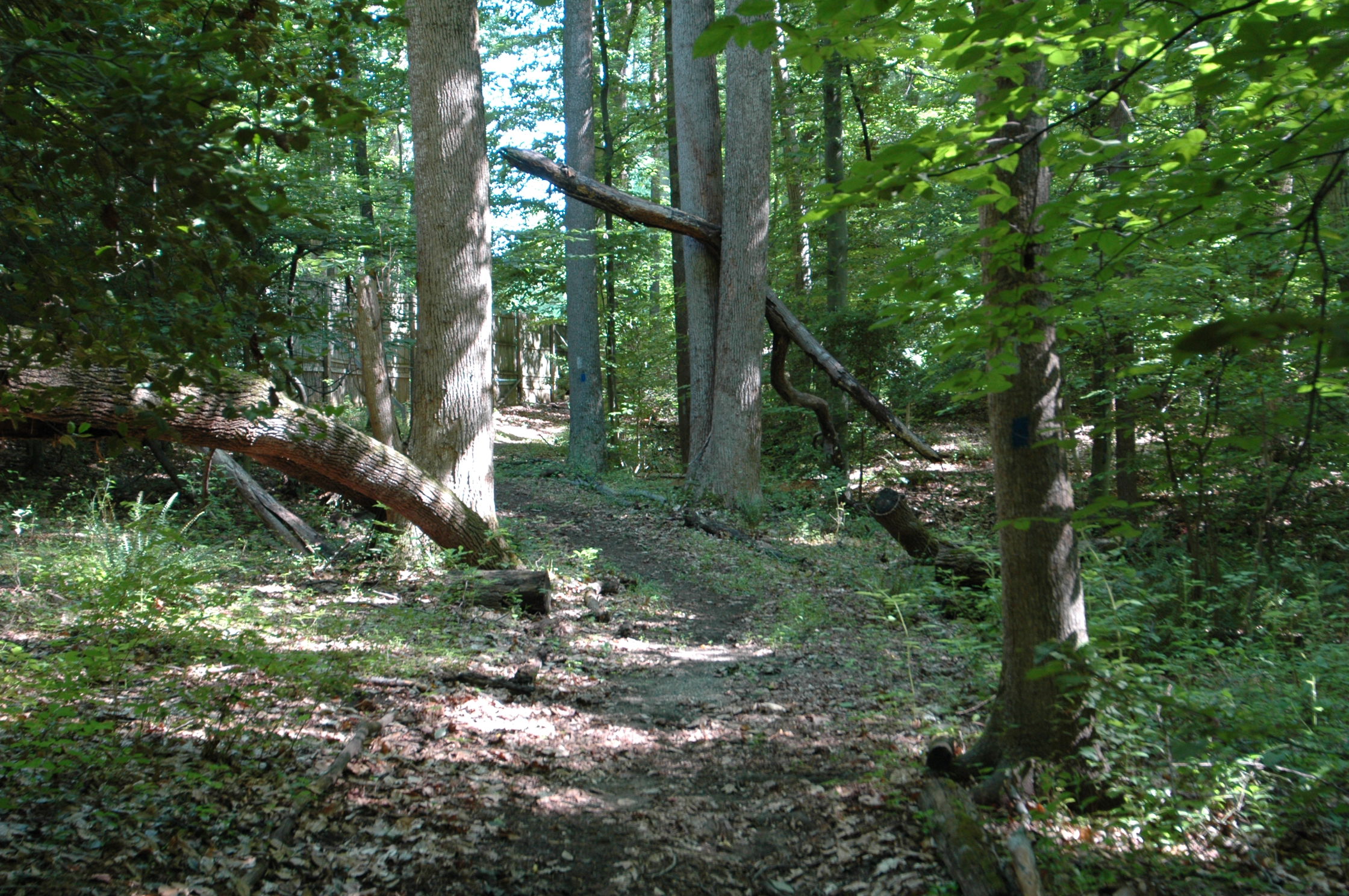 Pine Tree's hiking trail.