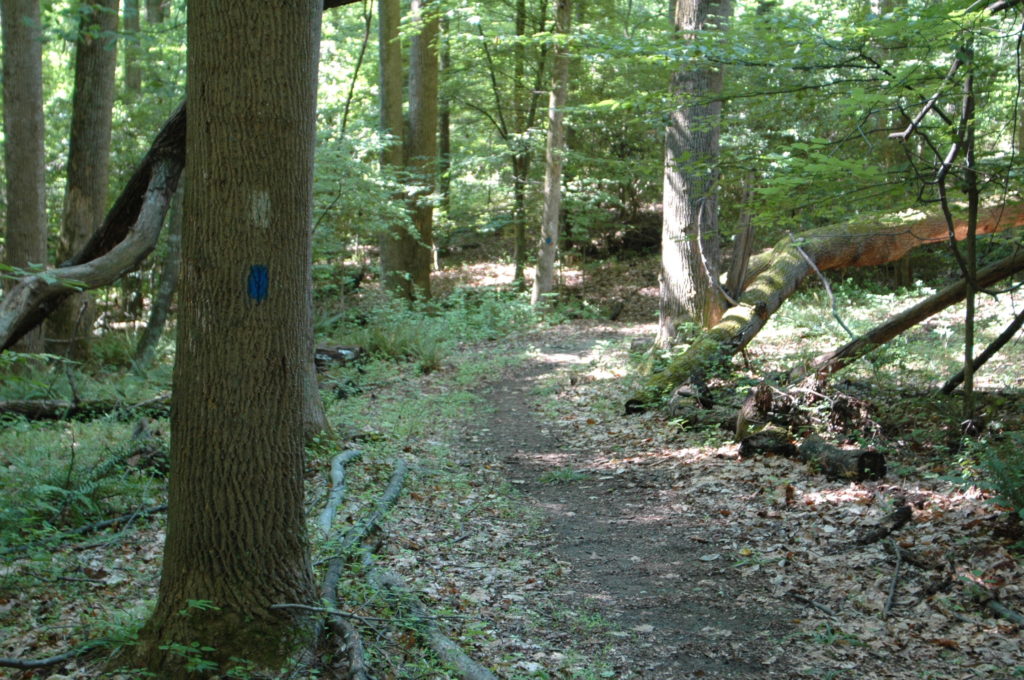 Pine Tree's hiking trail showing trail markers.