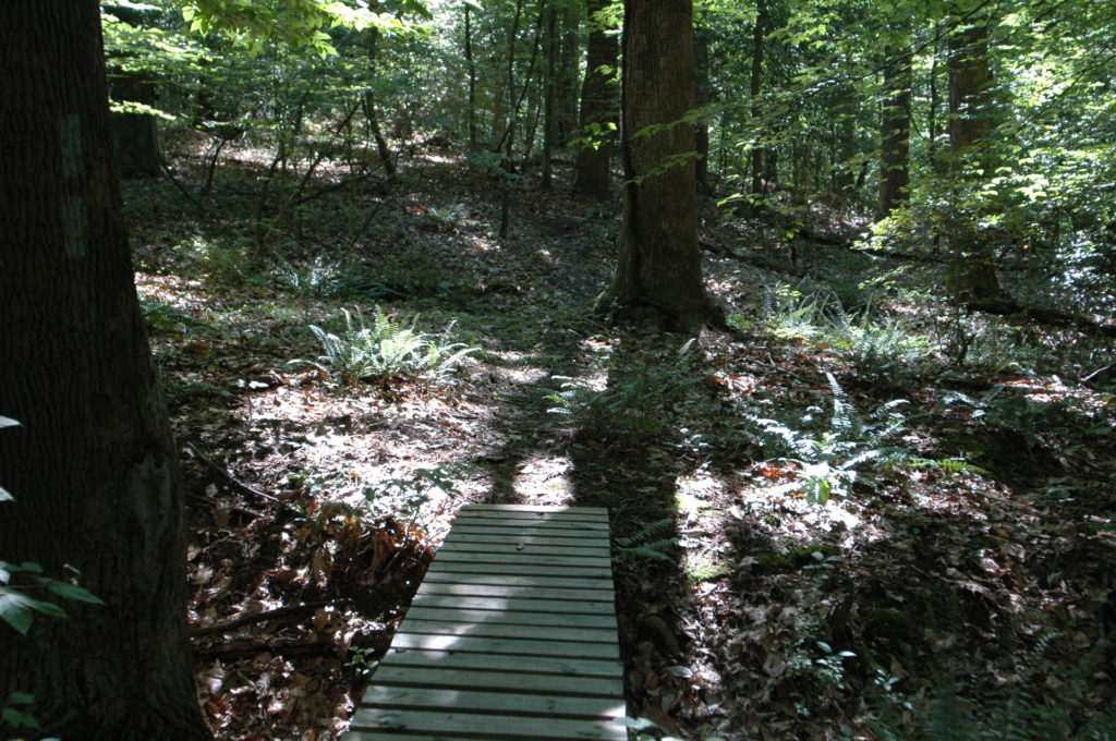 Pine Tree's hiking trail foot bridge.
